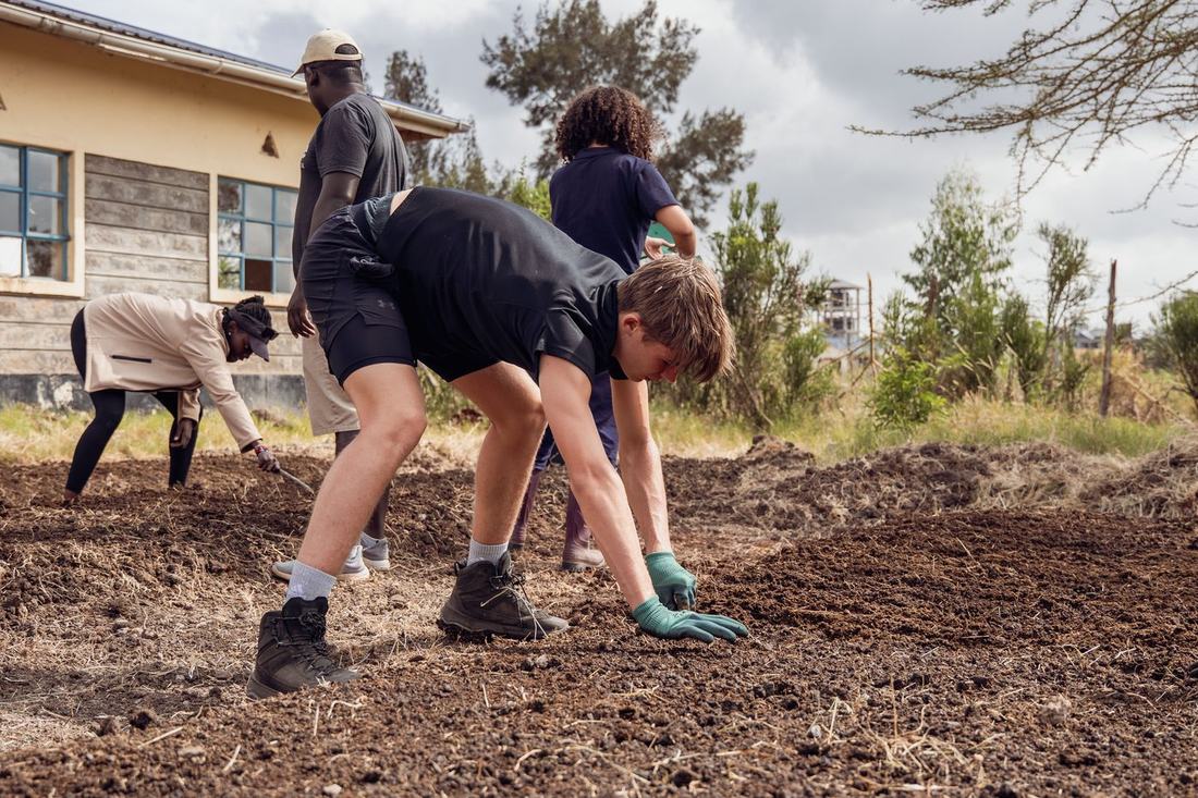 Planting out the seedbeds